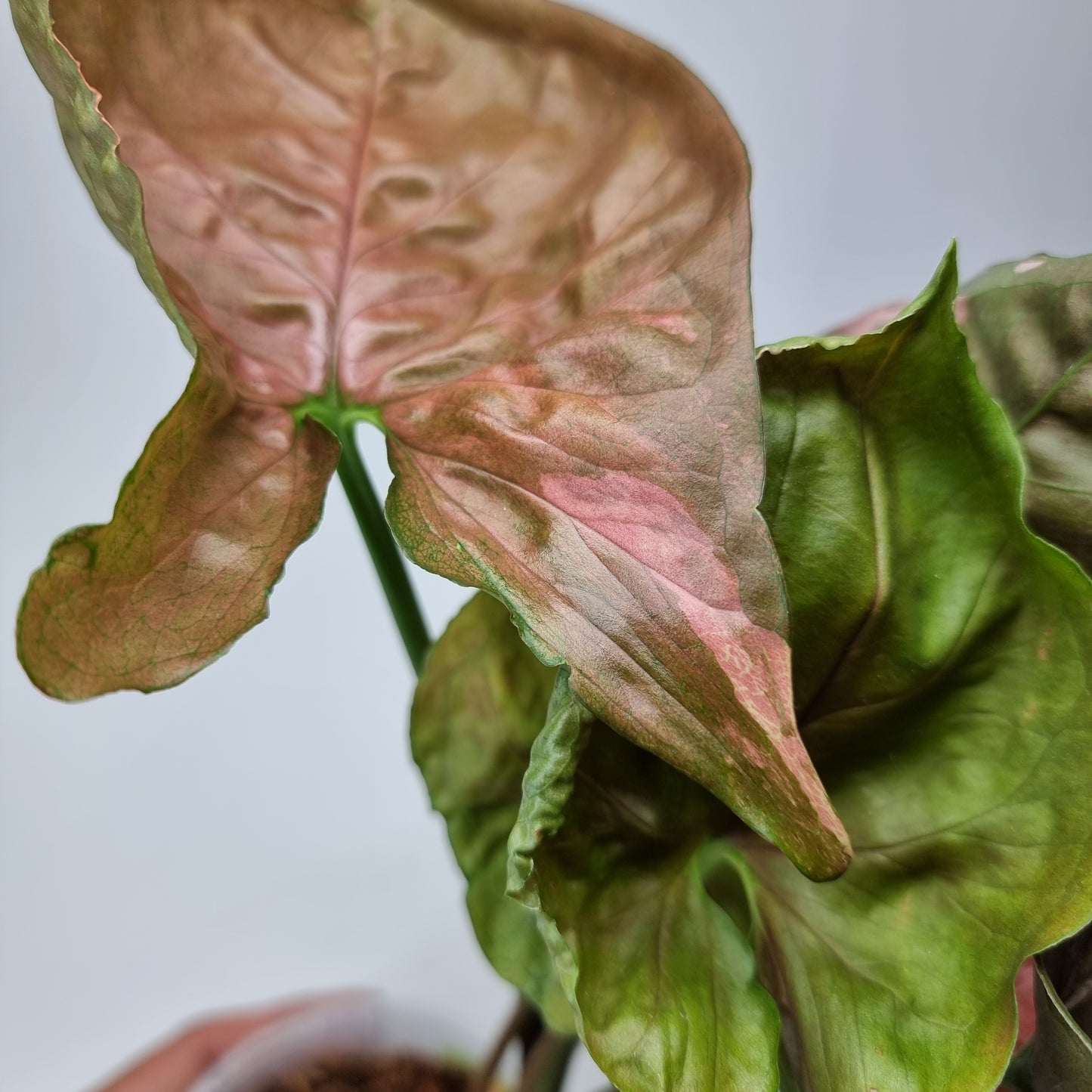 Syngonium Strawberry Ice