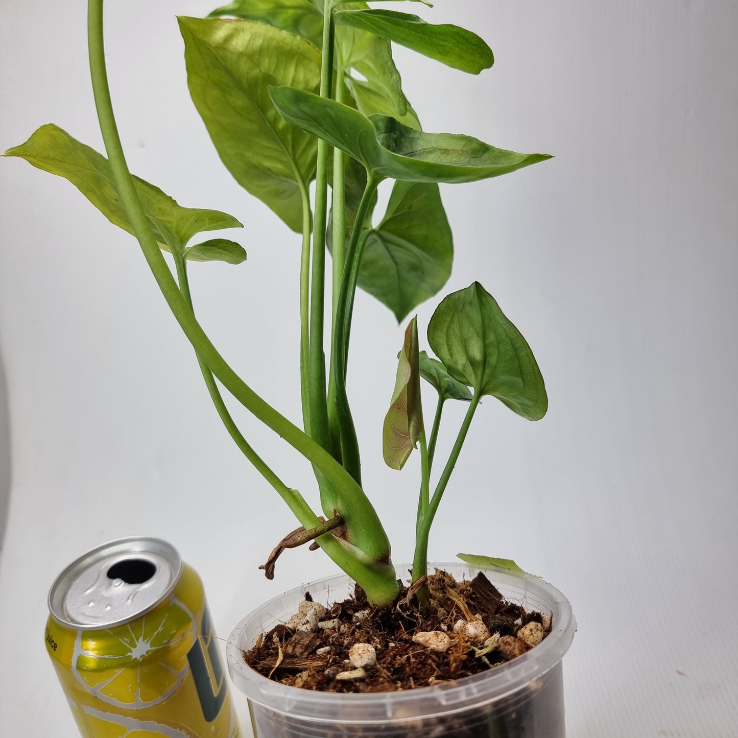 rare Syngonium T24 for sale in Perth Australia