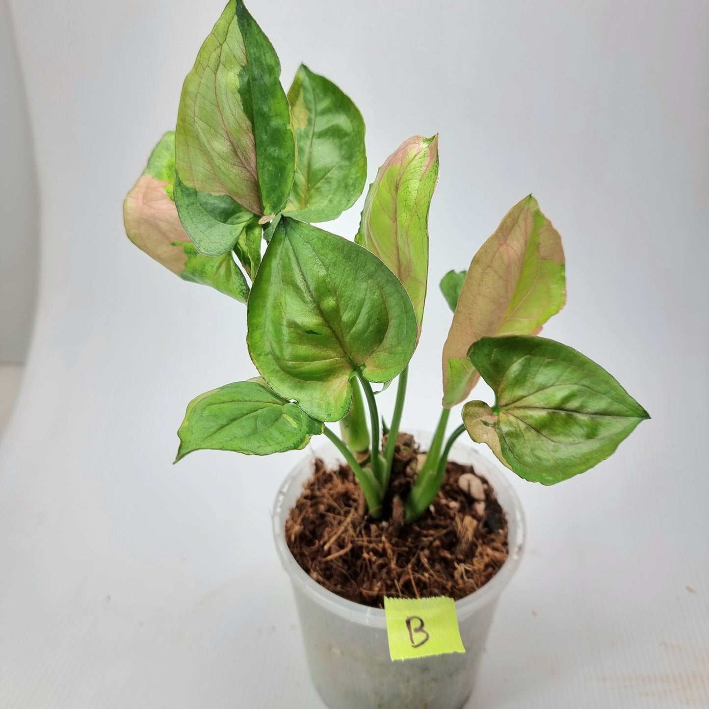 rare Syngonium T24 for sale in Perth Australia