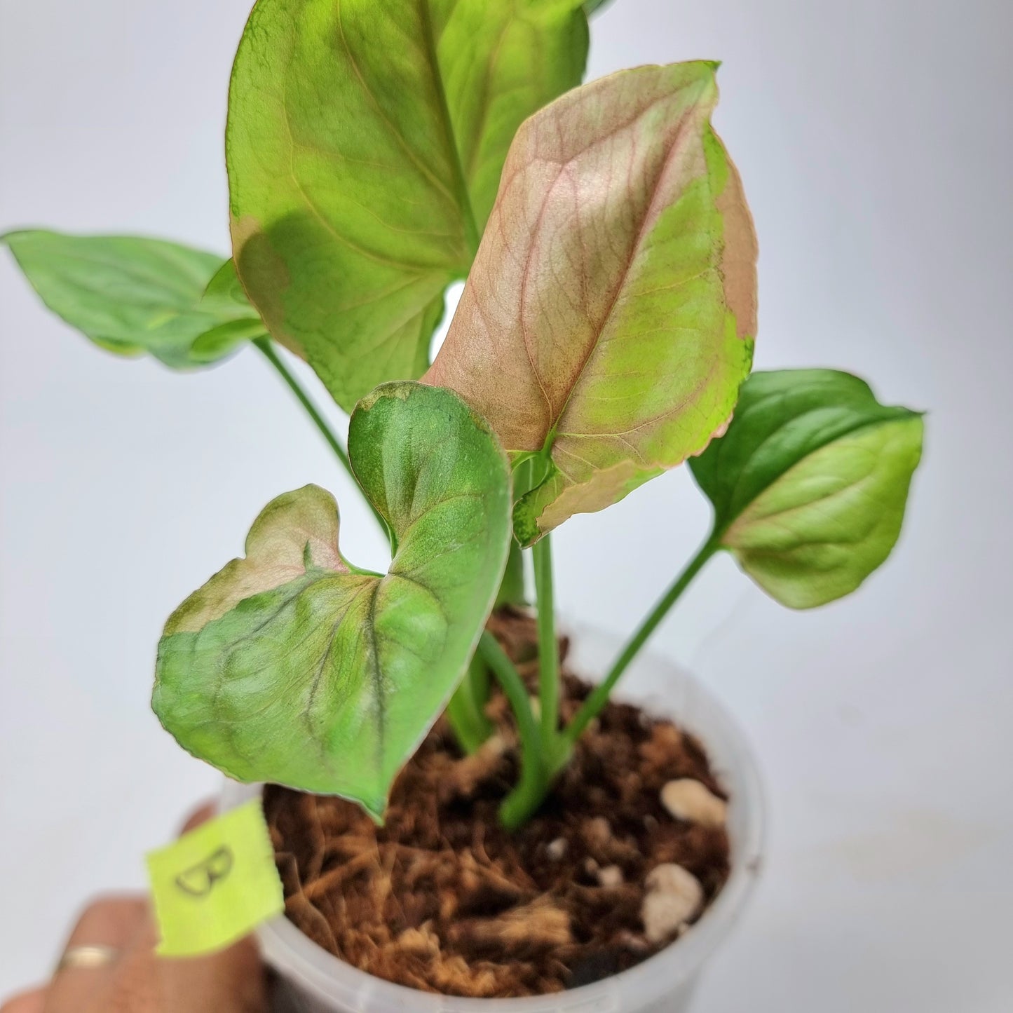 Syngonium T24