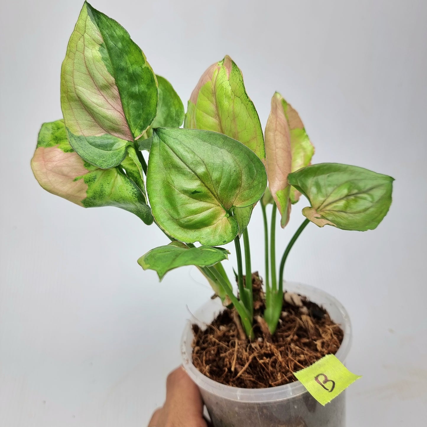 Syngonium T24