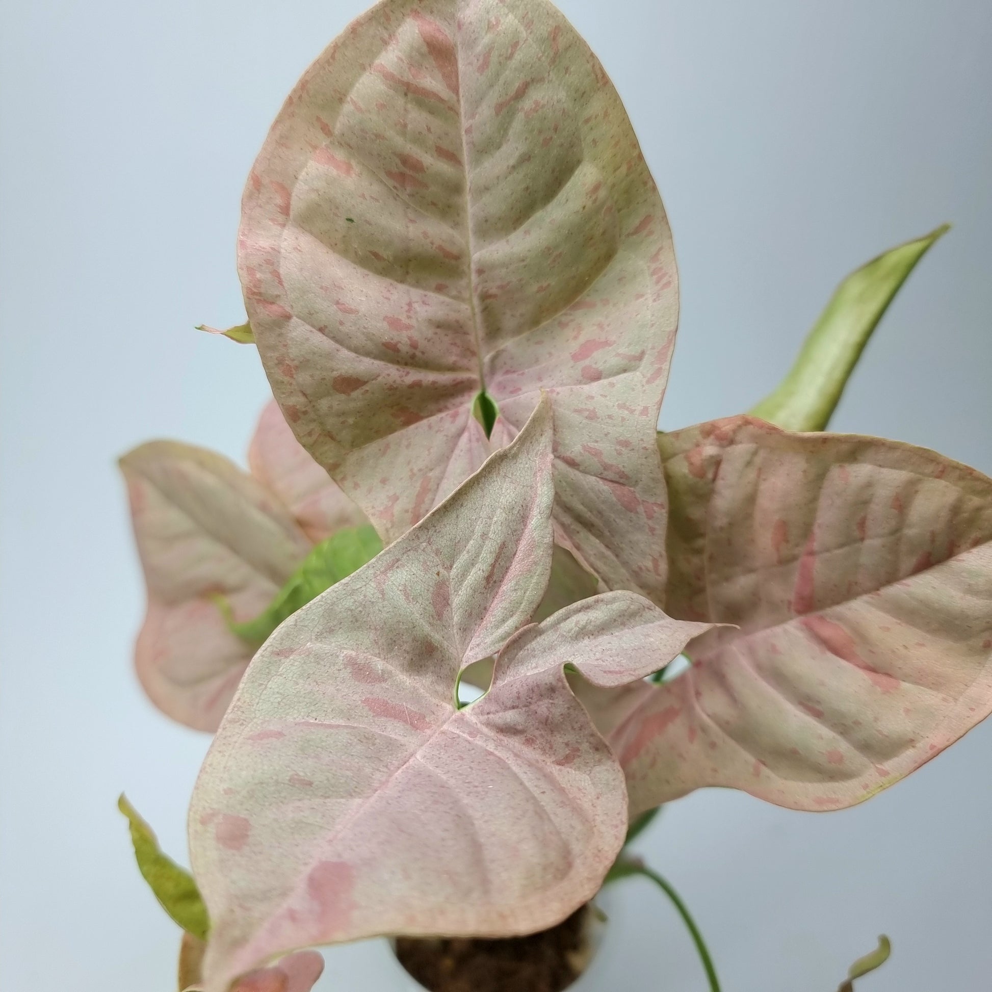 rare collectible Syngonium Pink Spot for sale in Perth Australia