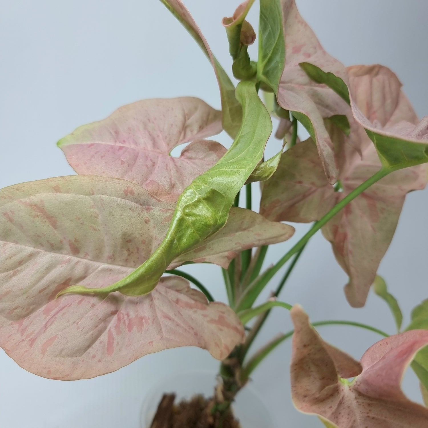 rare collectible Syngonium Pink Spot for sale in Perth Australia
