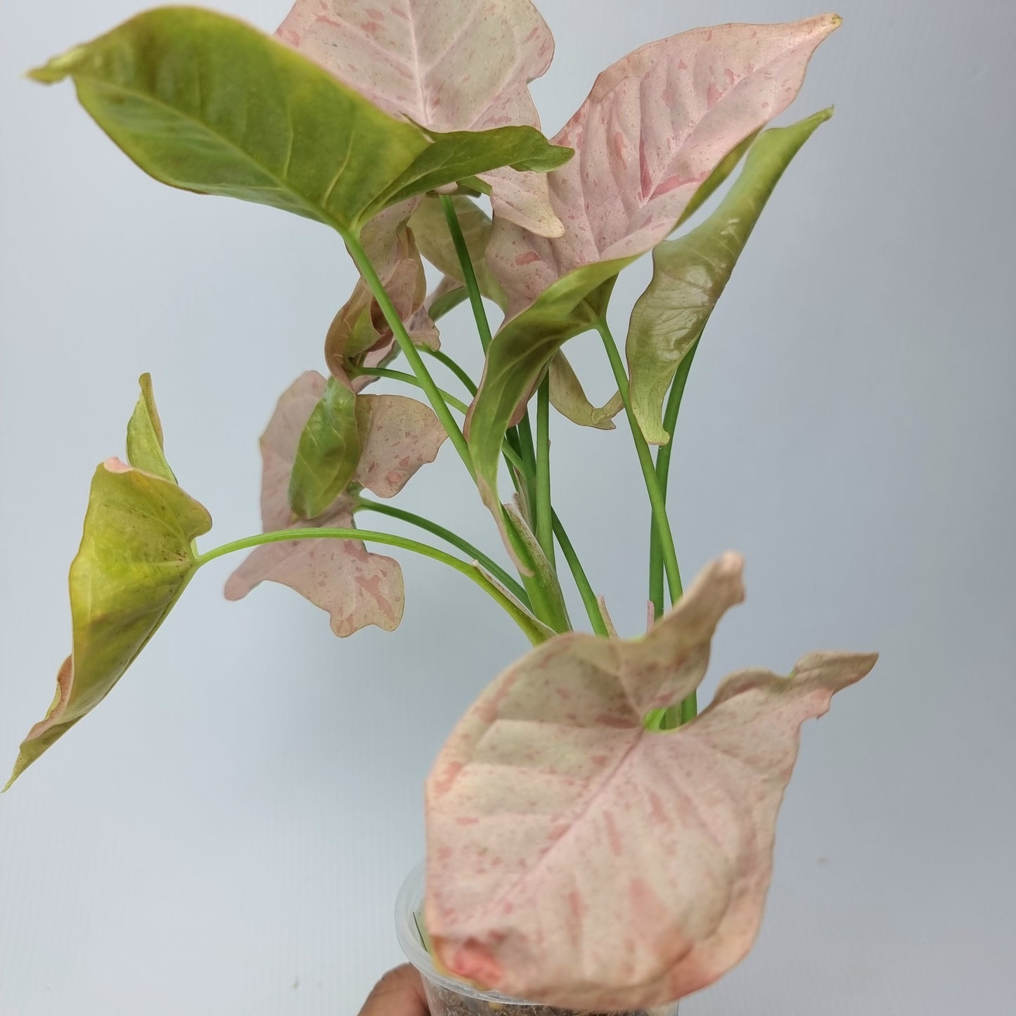 rare collectible Syngonium Pink Spot for sale in Perth Australia