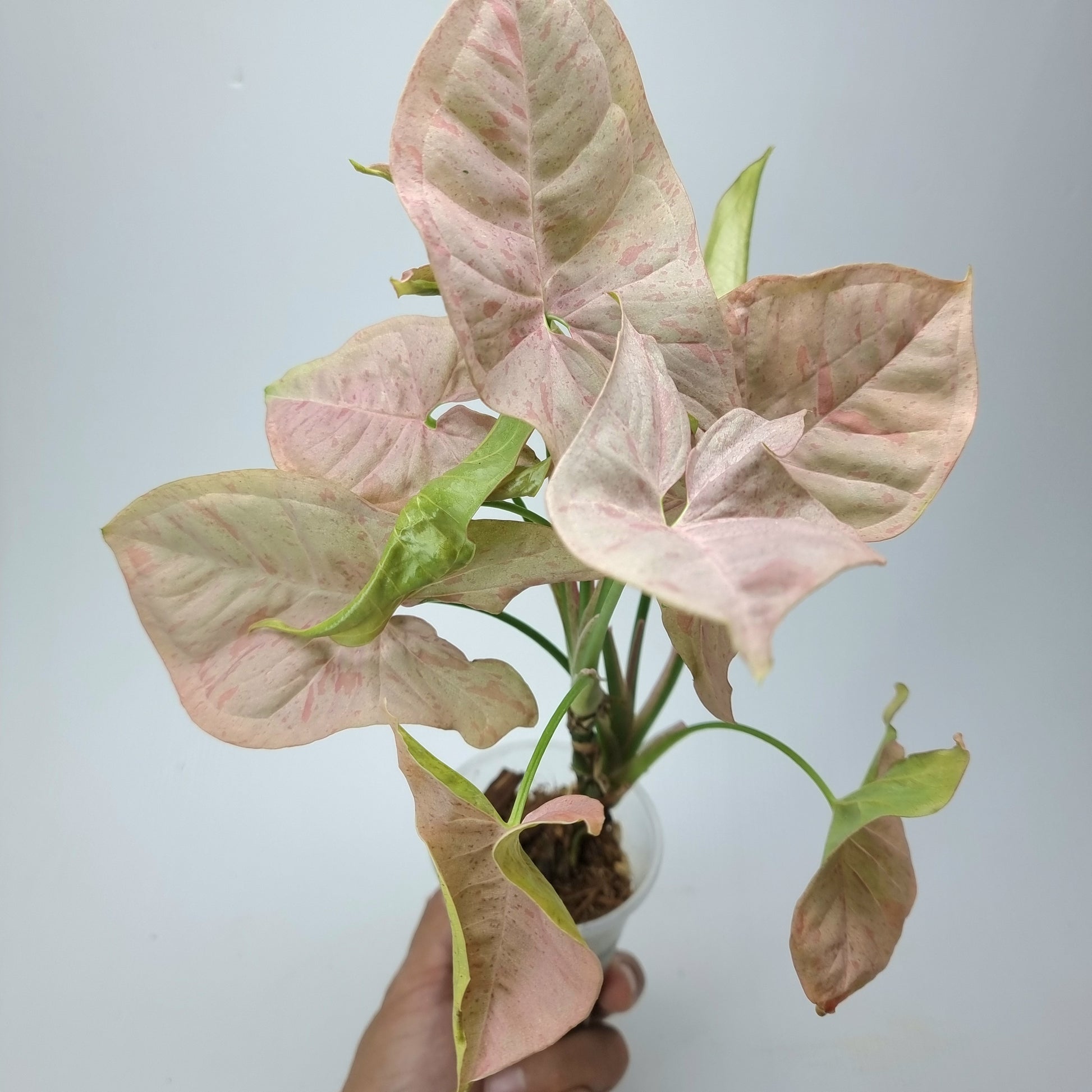 rare collectible Syngonium Pink Spot for sale in Perth Australia