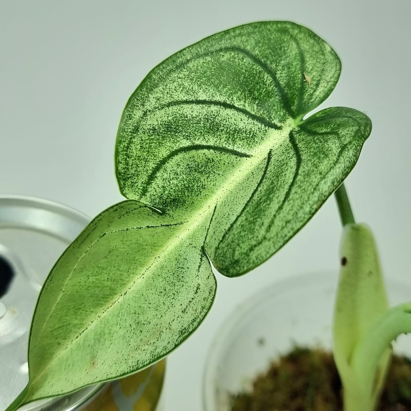 Syngonium frosted heart for sale in Perth Australia