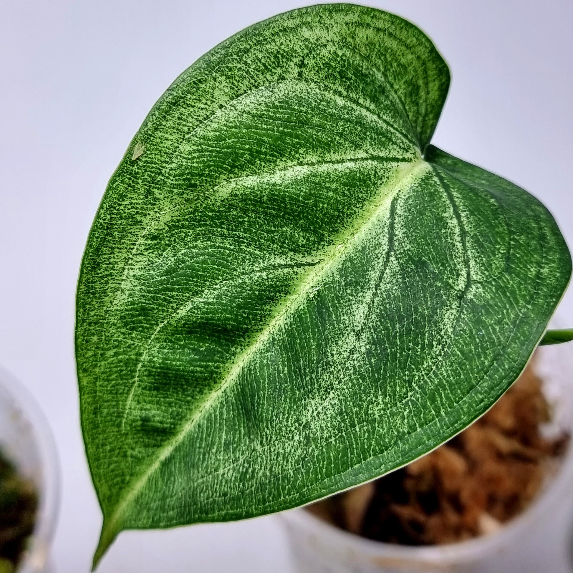 Syngonium frosted heart for sale in Perth Australia