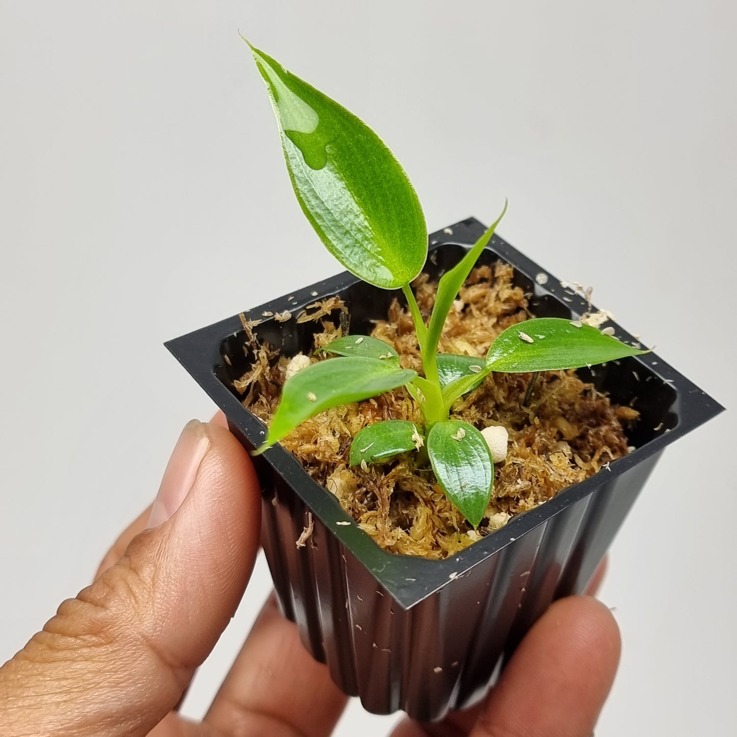 rare Philodendron spiritus sancti for sale in Perth Australia