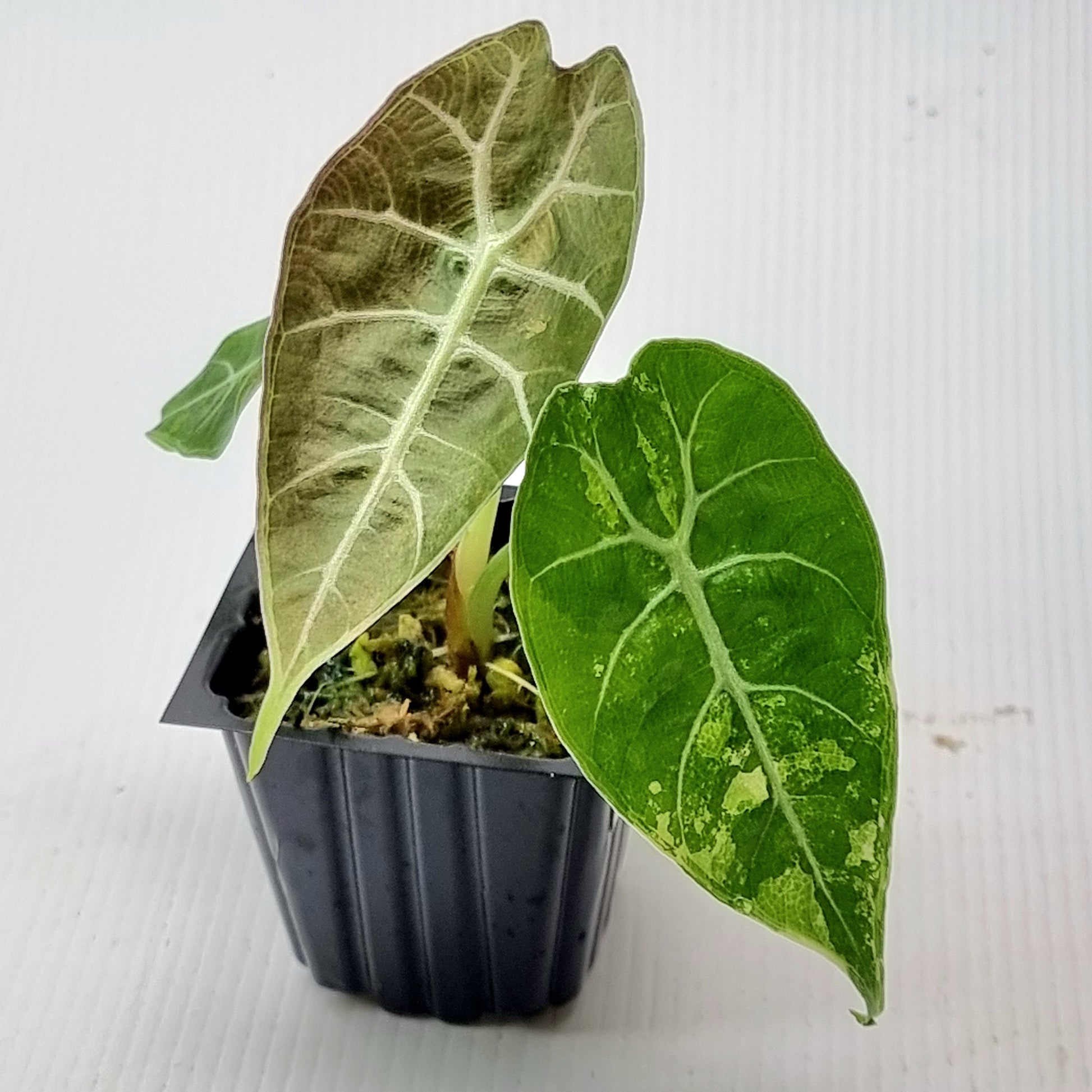 rare Alocasia watsoniana Variegated for sale in Perth Australia