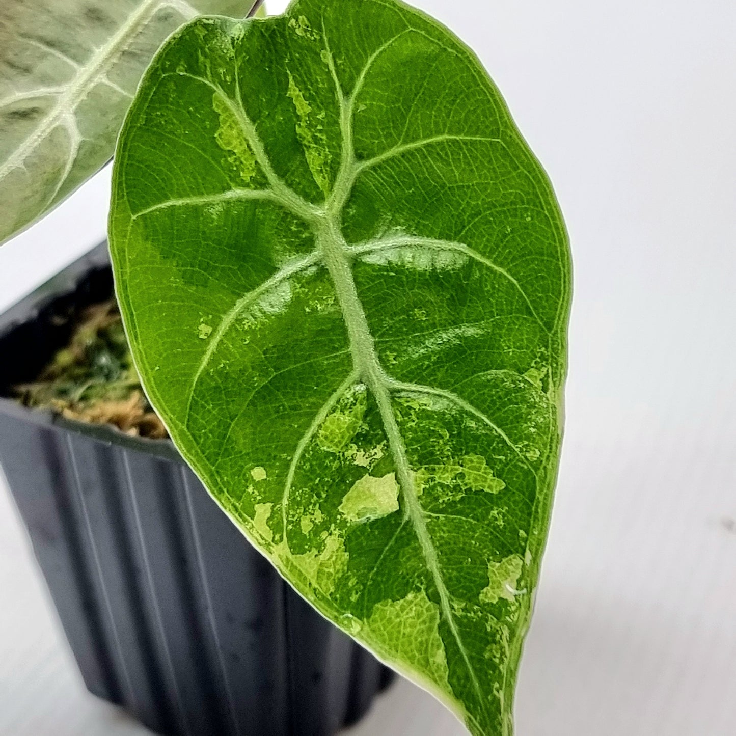 rare Alocasia watsoniana Variegated for sale in Perth Australia