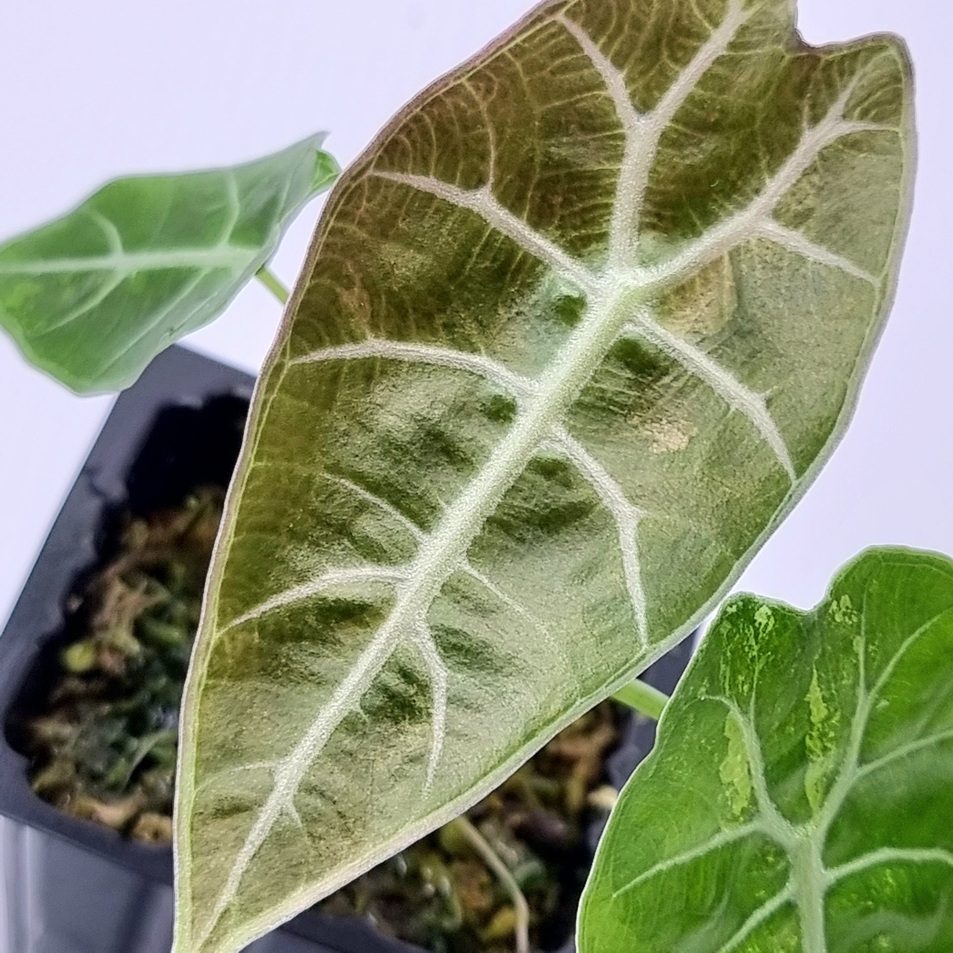 rare Alocasia watsoniana Variegated for sale in Perth Australia