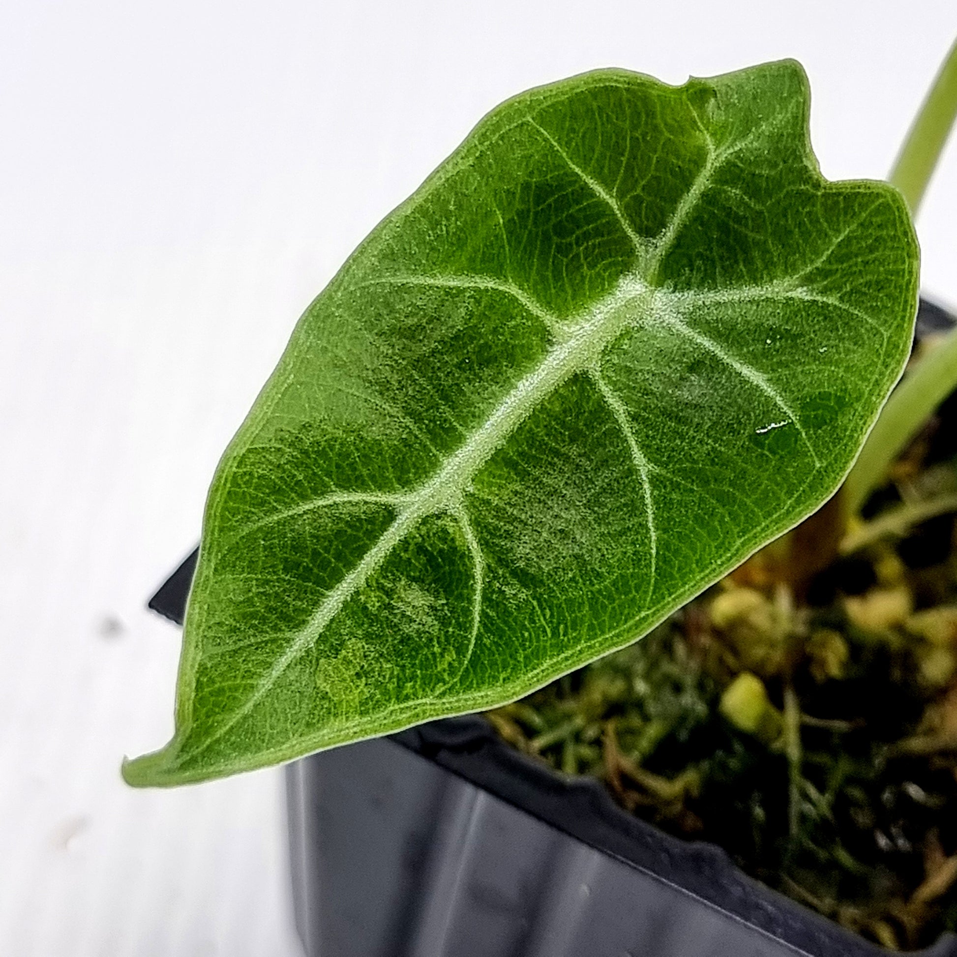 rare Alocasia watsoniana Variegated for sale in Perth Australia