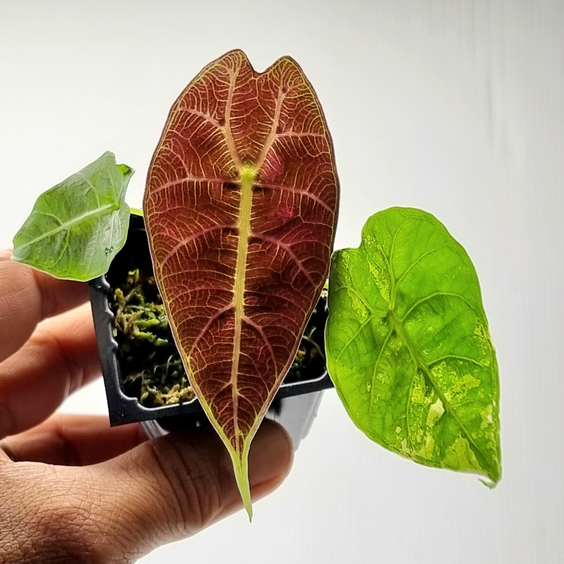 rare Alocasia watsoniana Variegated for sale in Perth Australia