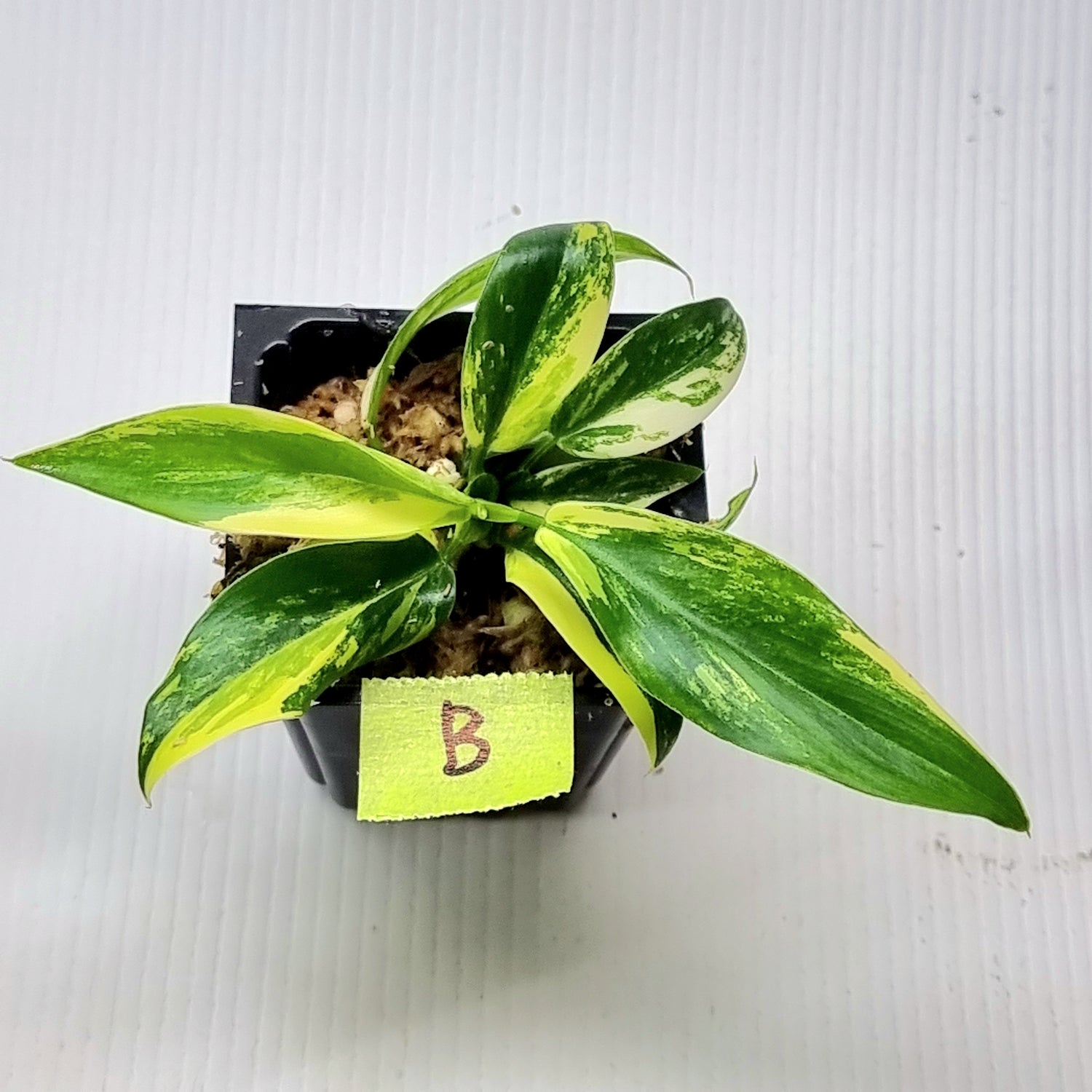 rare Variegated Philodendron Imperial Green for sale in Perth Australia
