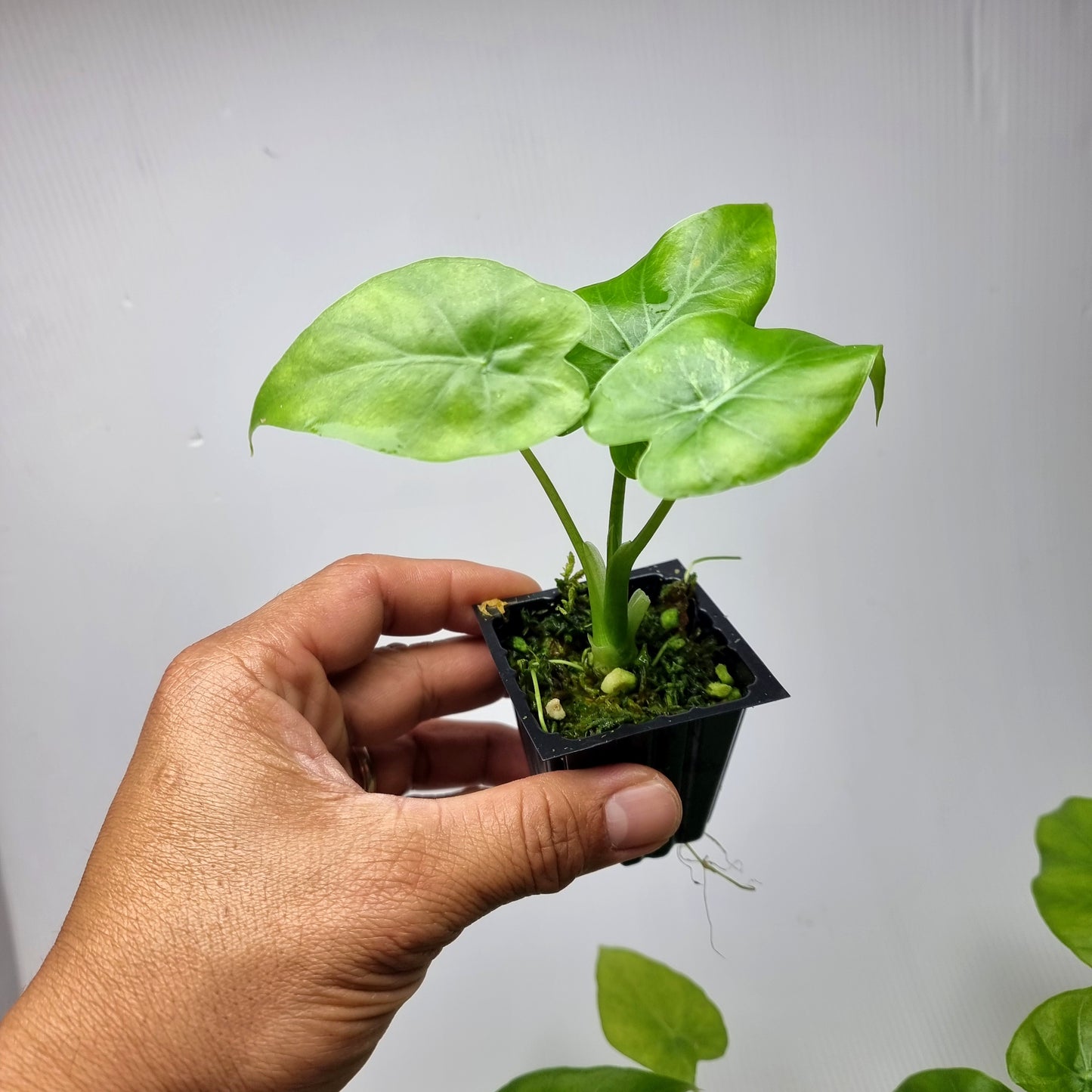 Alocasia gageana