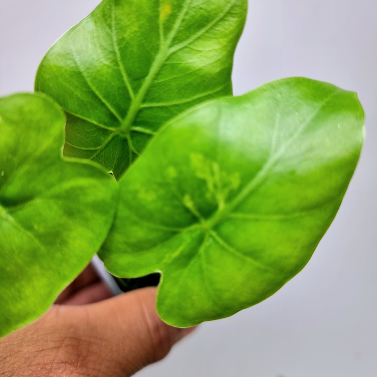 Alocasia gageana