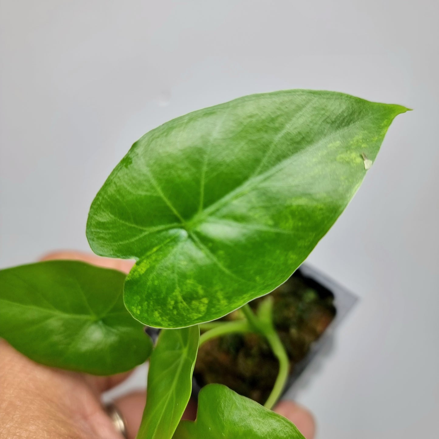 Alocasia gageana