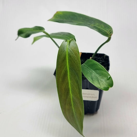 rare Philodendron heterocraspedon for sale in Perth Australia