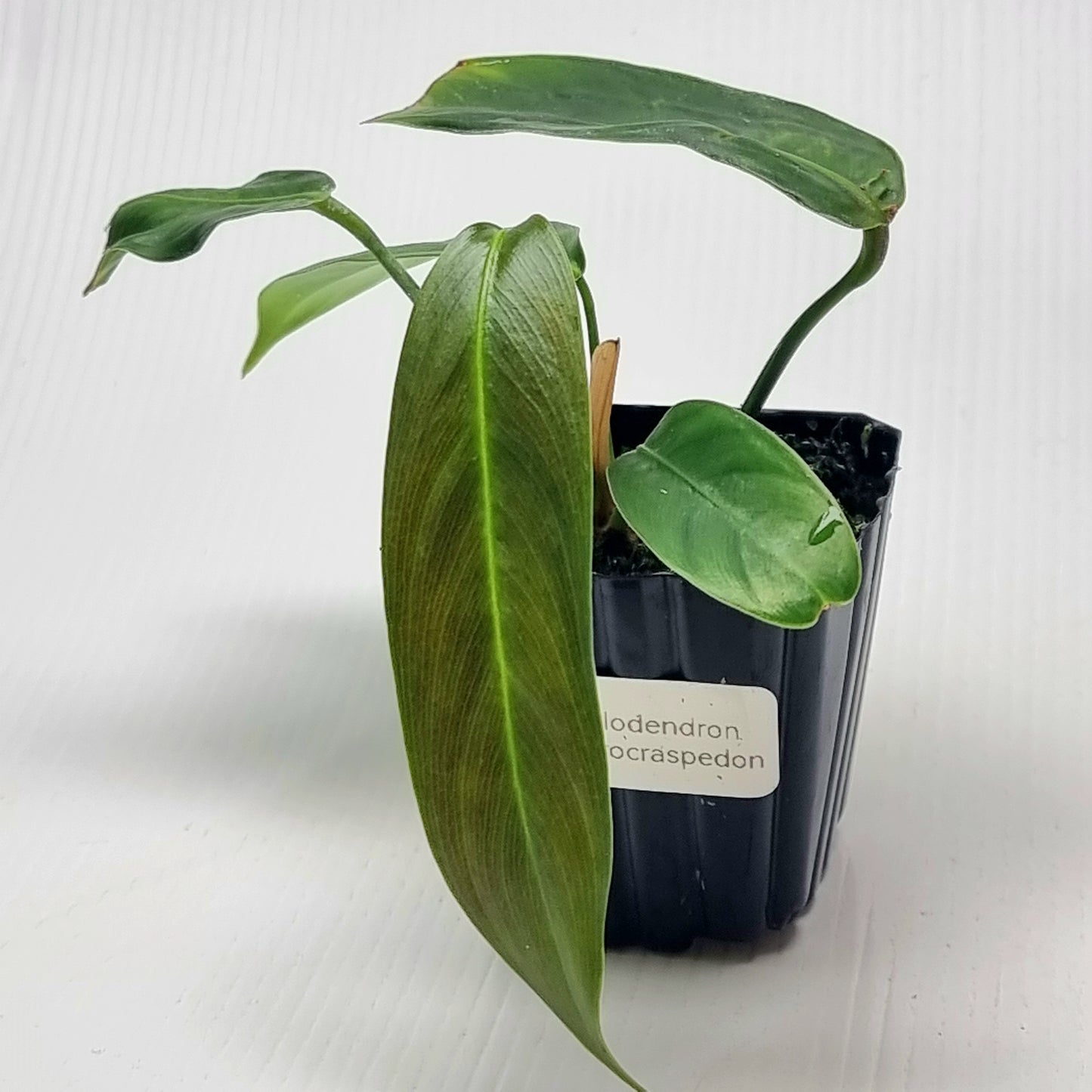 rare Philodendron heterocraspedon for sale in Perth Australia