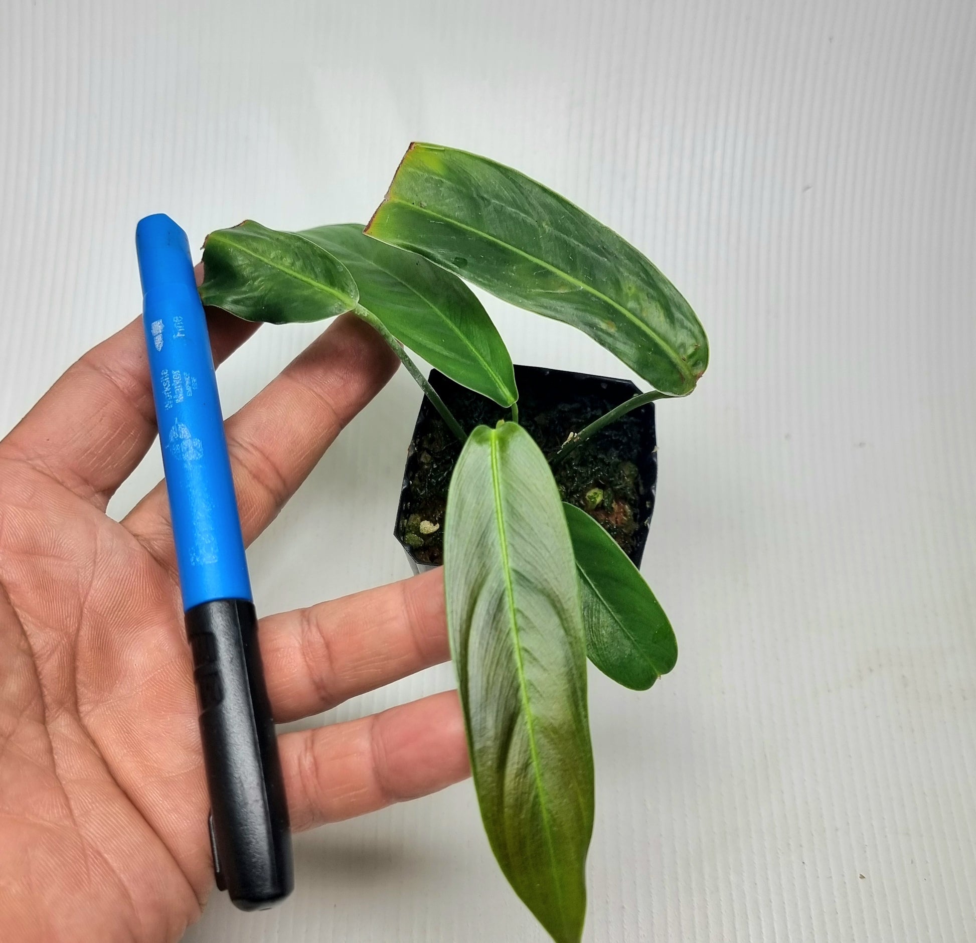 rare Philodendron heterocraspedon for sale in Perth Australia