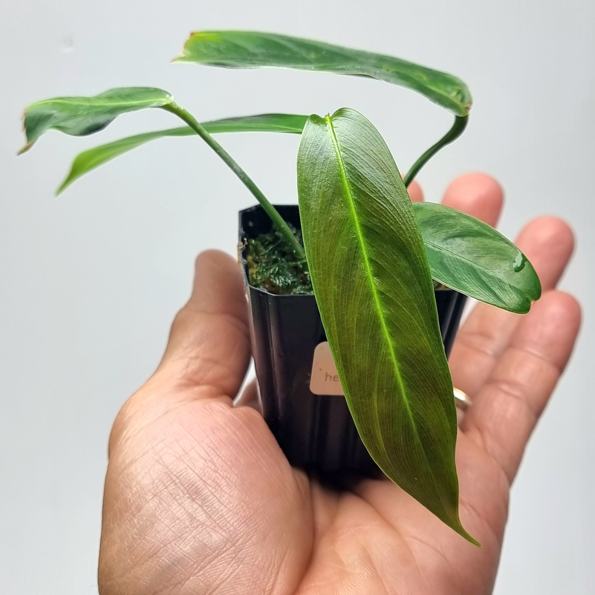 rare Philodendron heterocraspedon for sale in Perth Australia