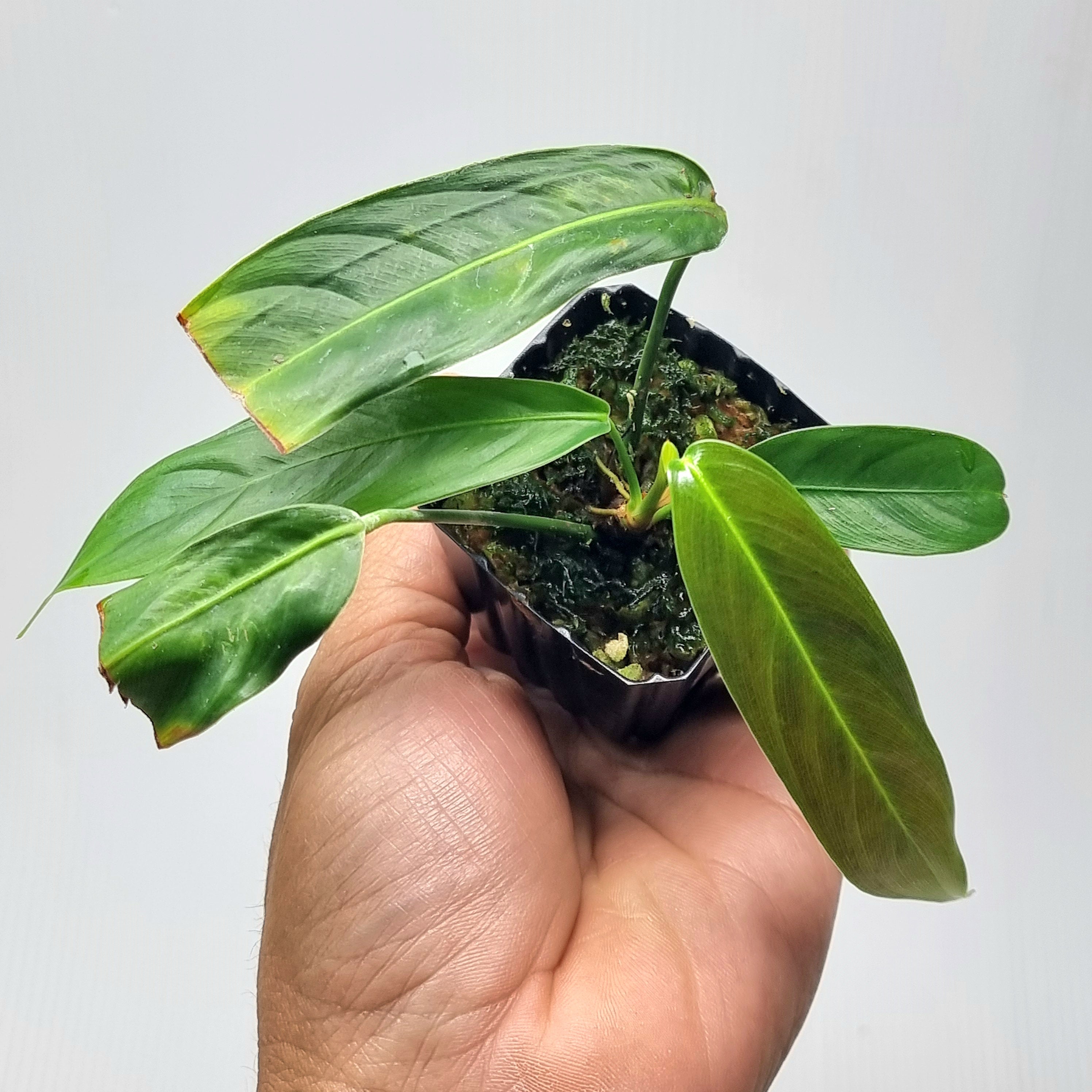 Philodendron heterocraspedon　フィロデンドロン Philodendron Heterocraspedon | Welovetropicalplants