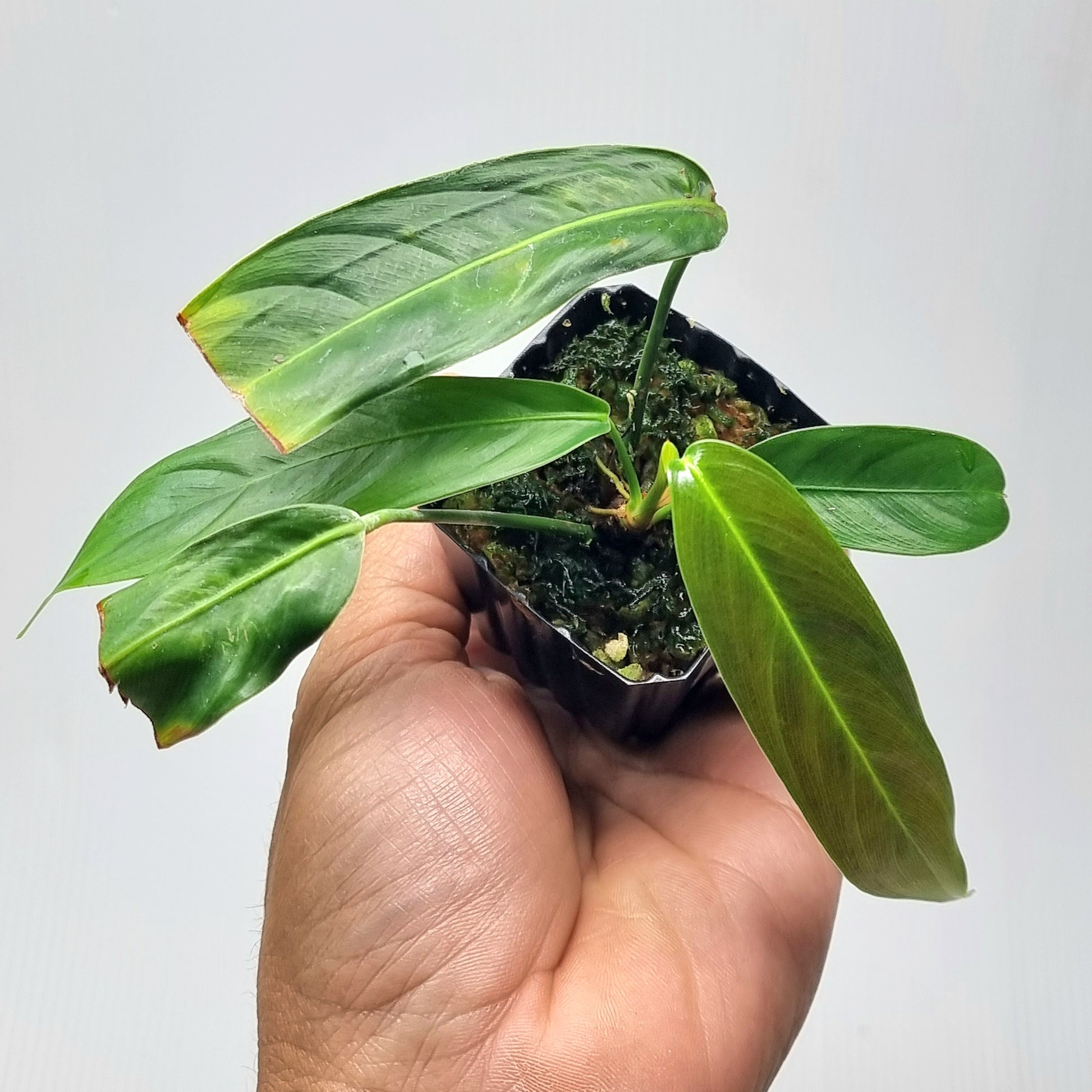 rare Philodendron heterocraspedon for sale in Perth Australia