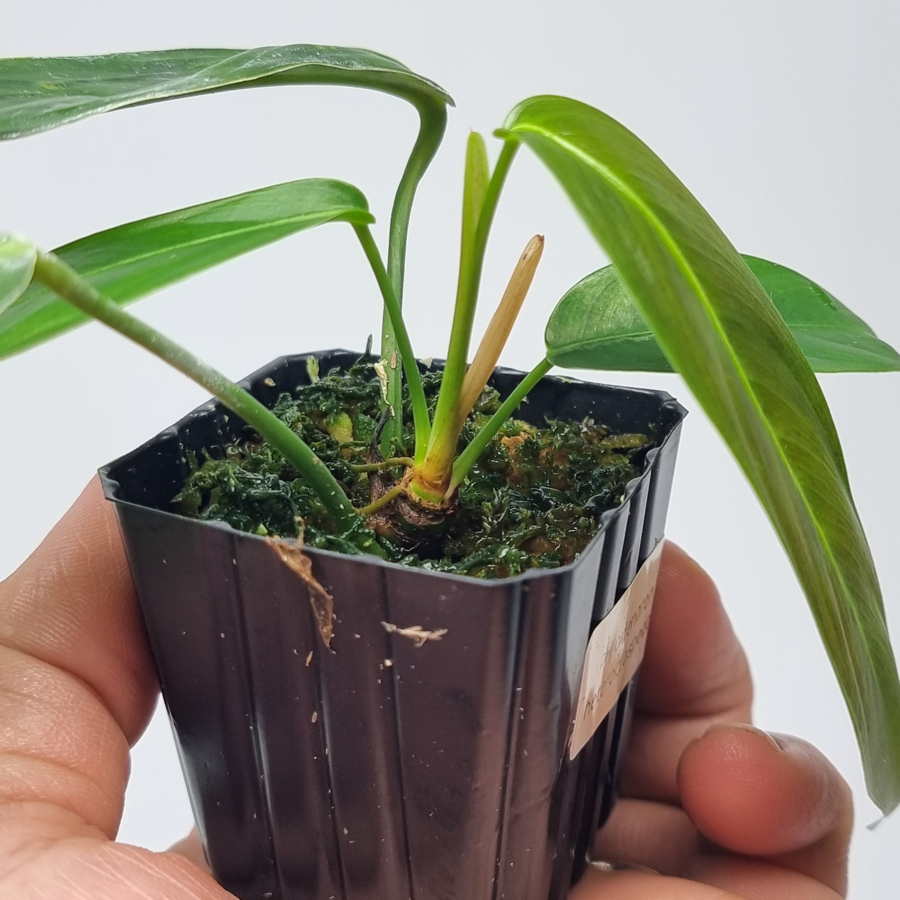 Philodendron heterocraspedon – Flora Magnifica Australia