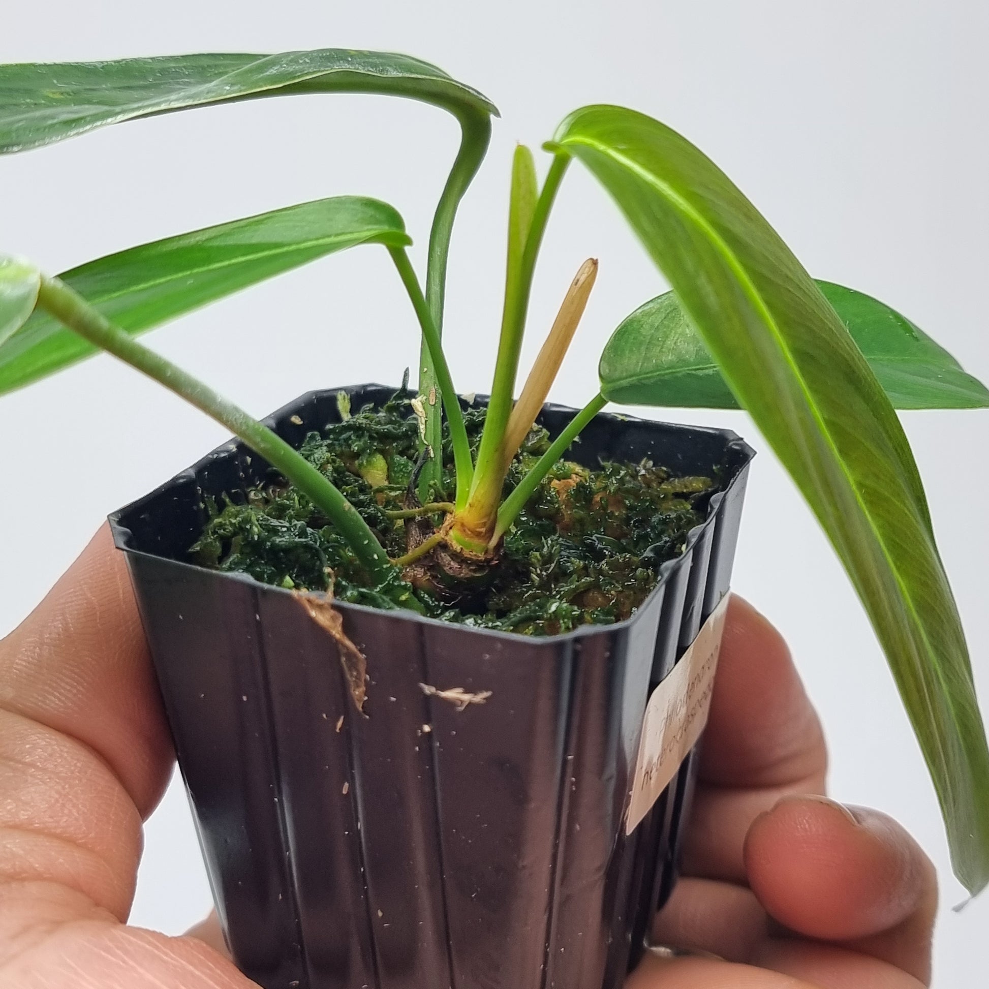 rare Philodendron heterocraspedon for sale in Perth Australia