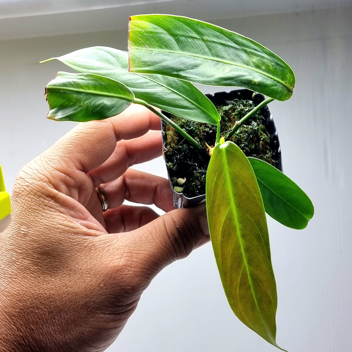 rare Philodendron heterocraspedon for sale in Perth Australia