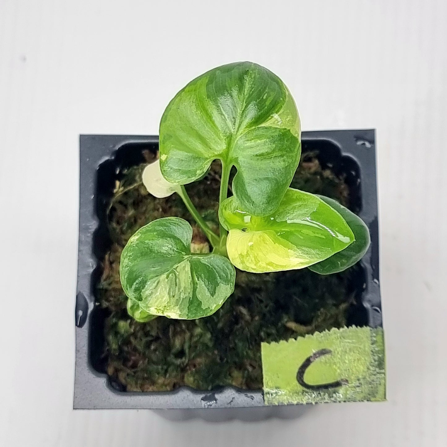 Philodendron goeldii Variegated