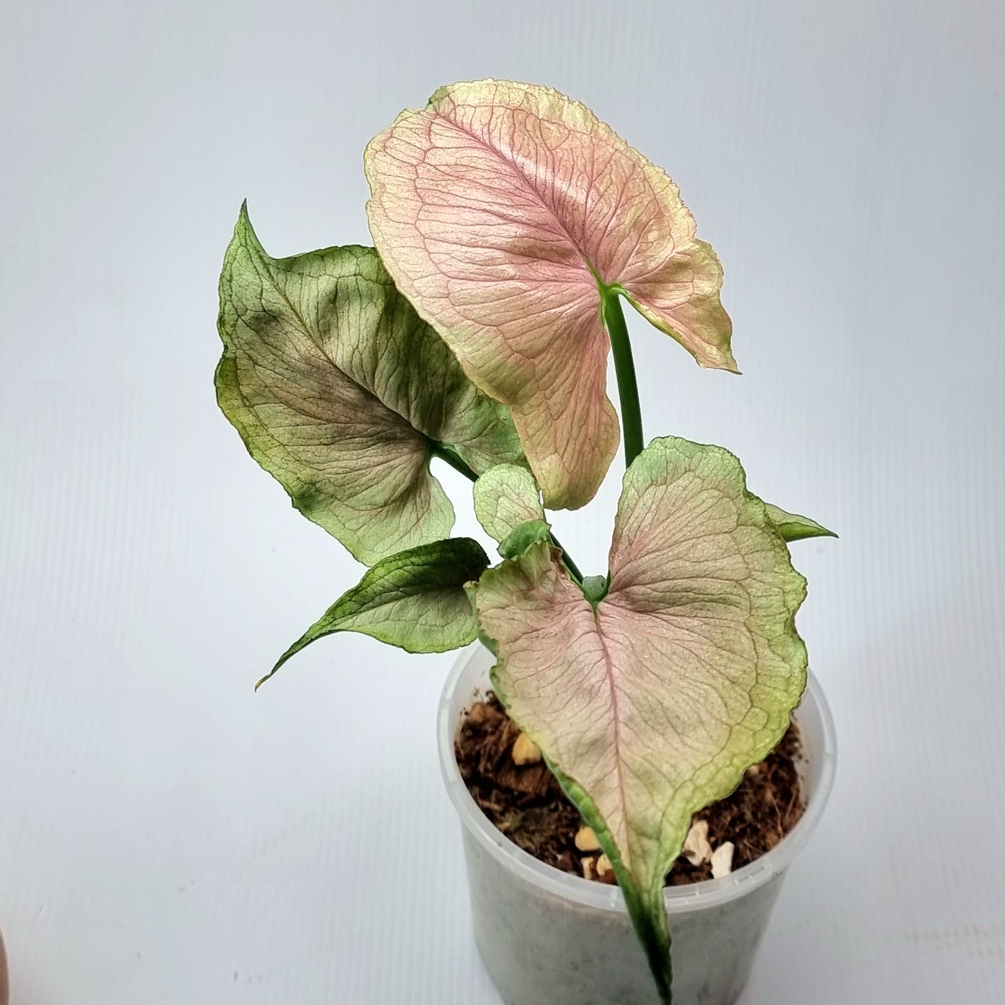 Syngonium Red Yami