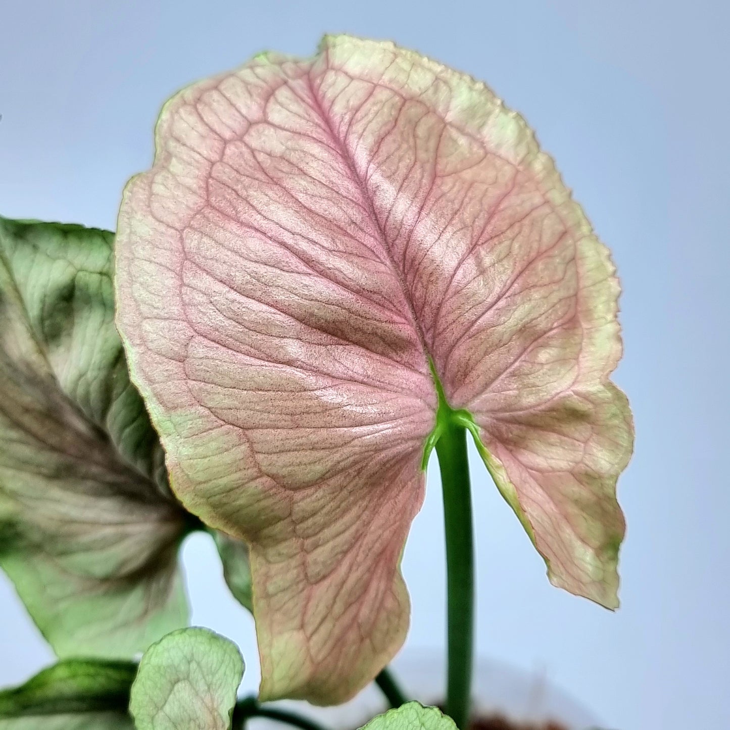 Syngonium Red Yami