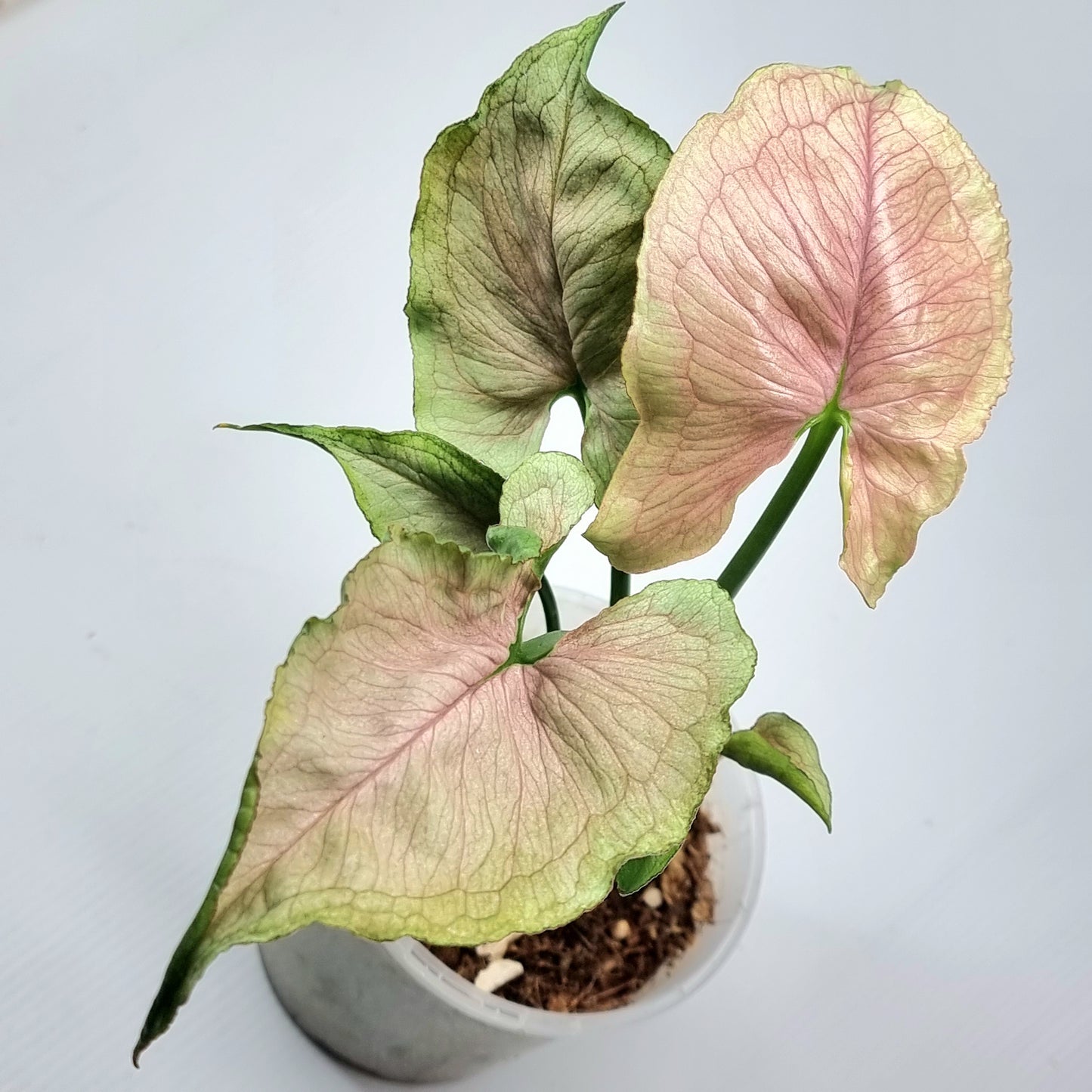 Syngonium Red Yami