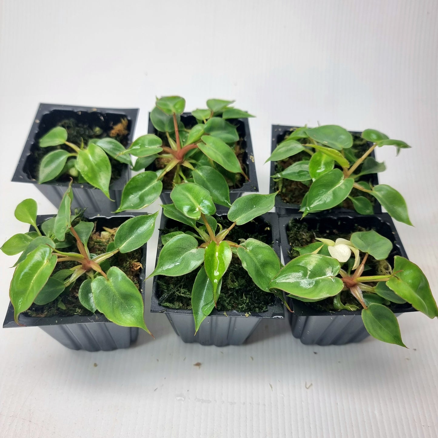 Philodendron billietiae for sale in Perth Australia