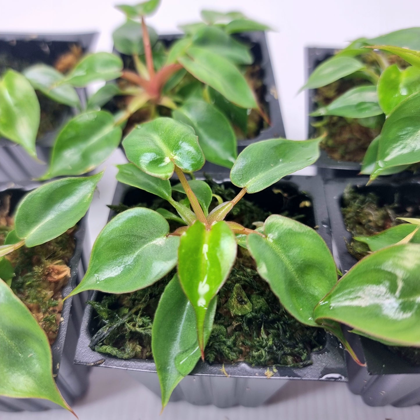 Philodendron billietiae for sale in Perth Australia