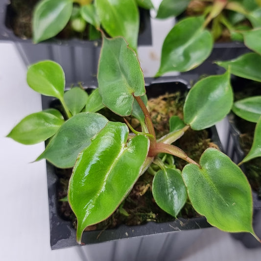 Philodendron billietiae for sale in Perth Australia