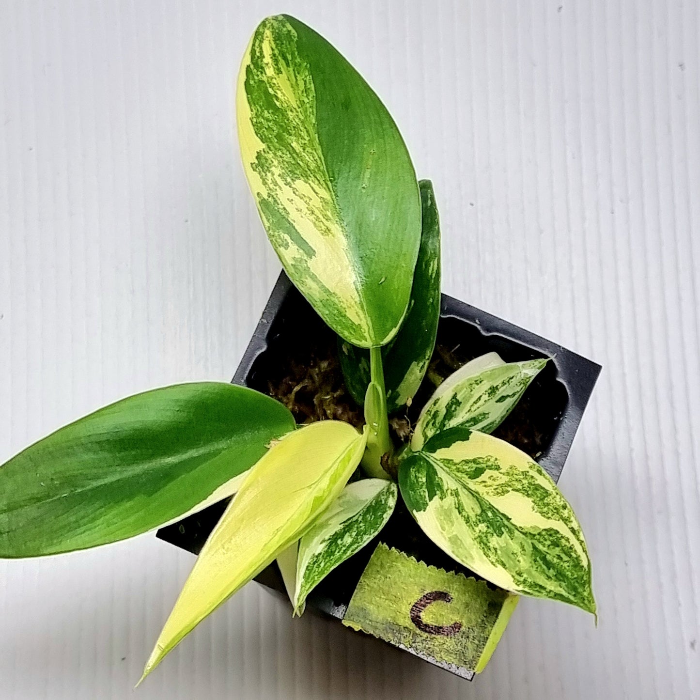 Philodendron Imperial Green Variegated