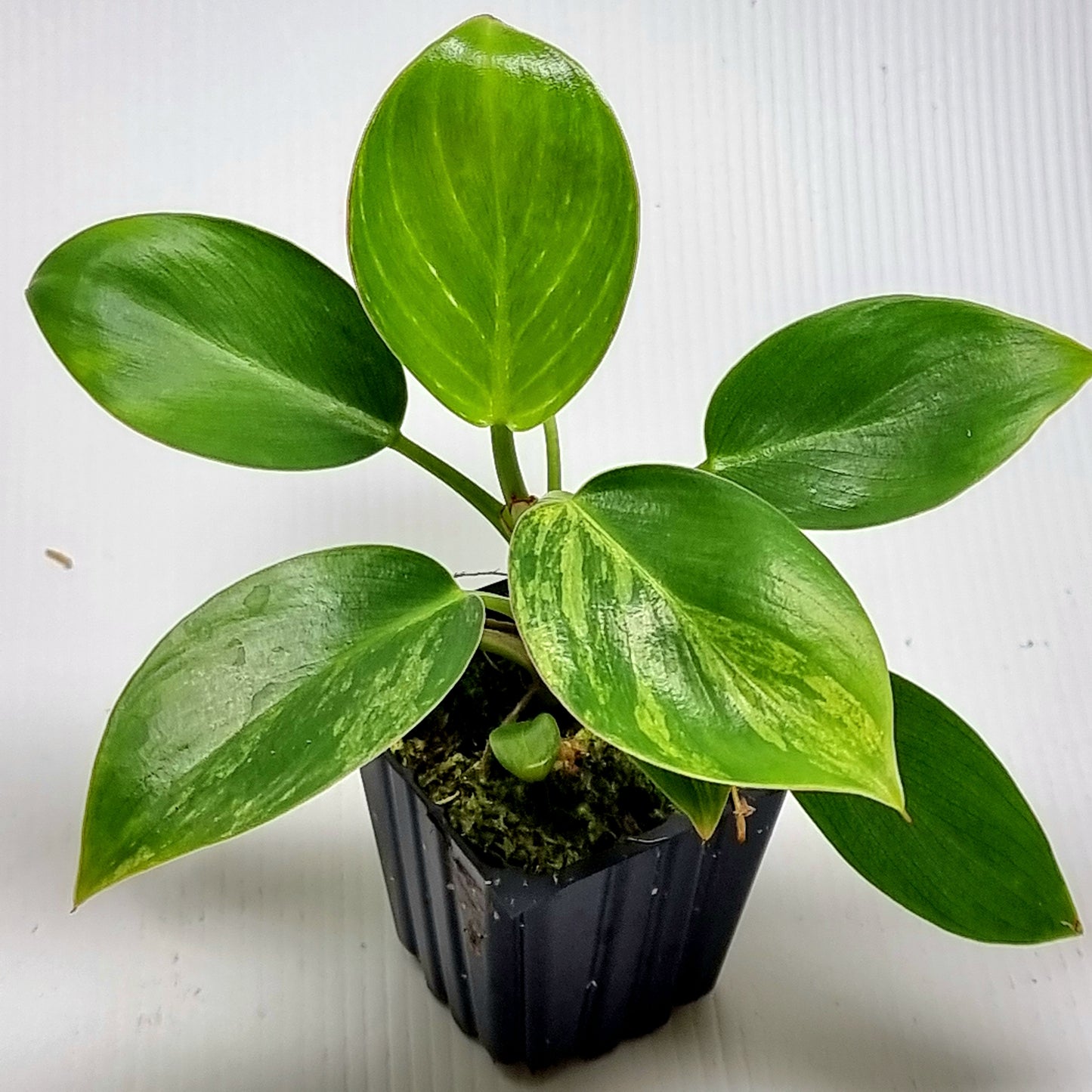 Philodendron Birkin Aurea Variegated