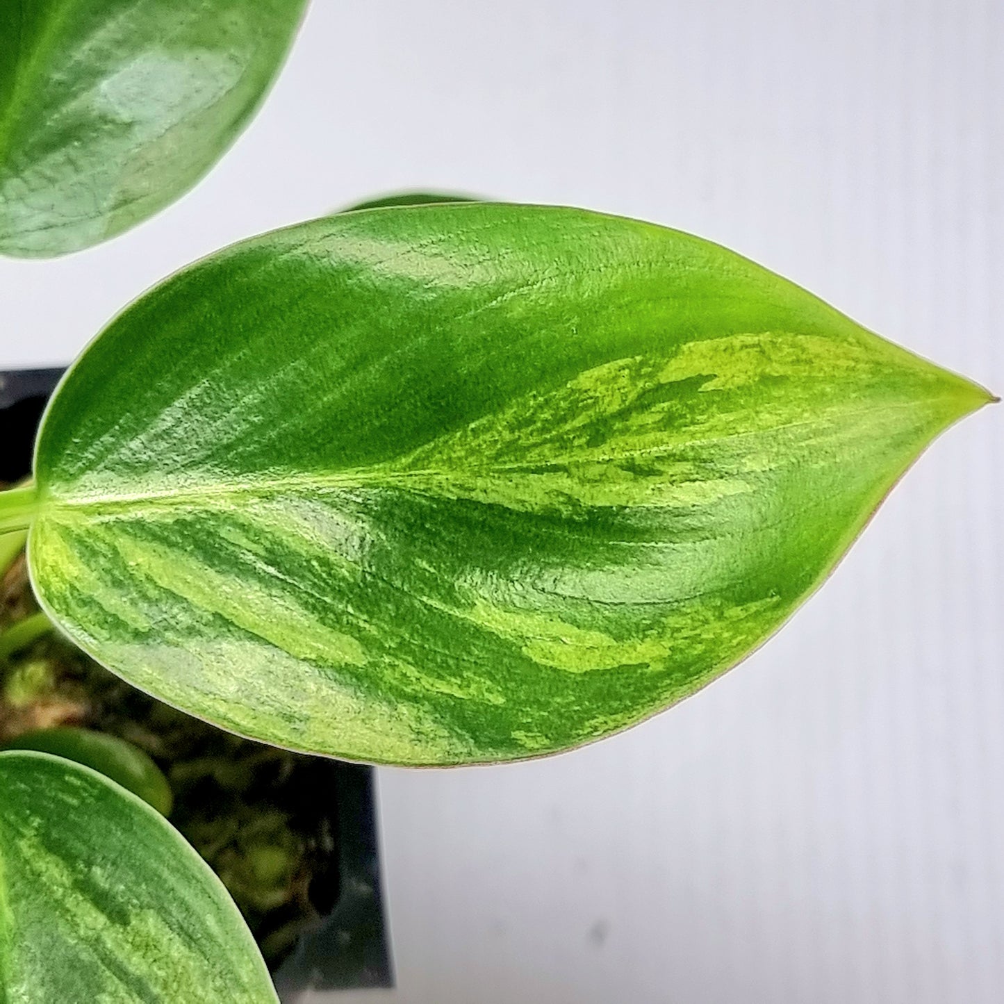 Philodendron Birkin Aurea Variegated