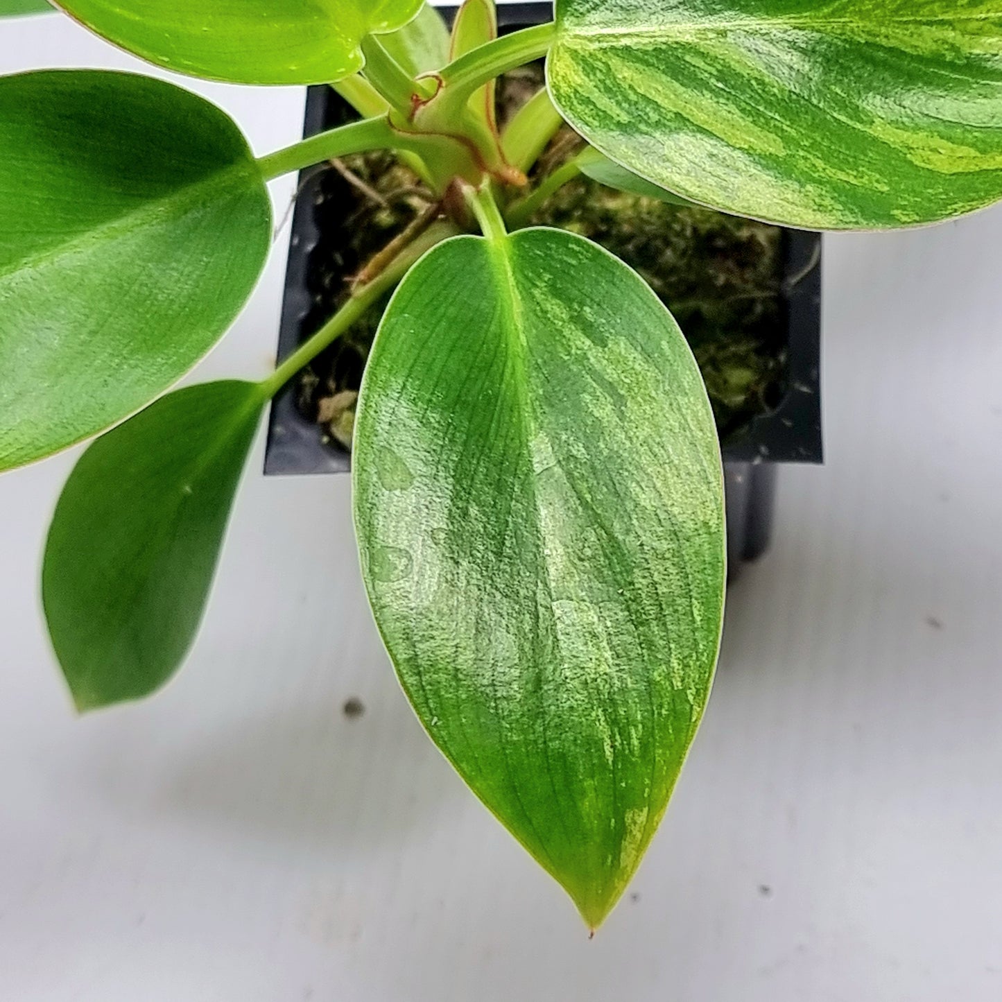 Philodendron Birkin Aurea Variegated