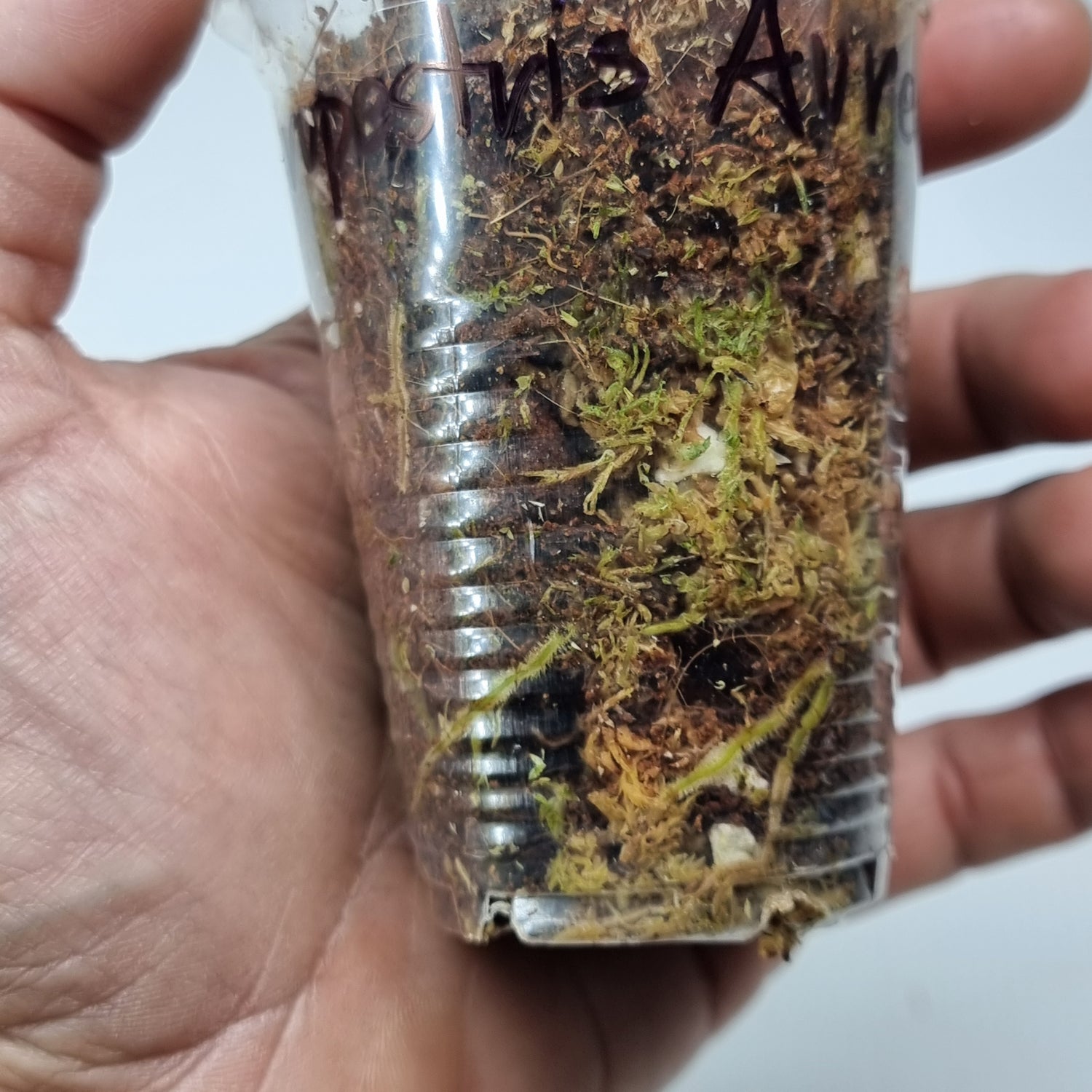 rare Scindapsus rupestris Aurea variegated for sale in Perth Australia