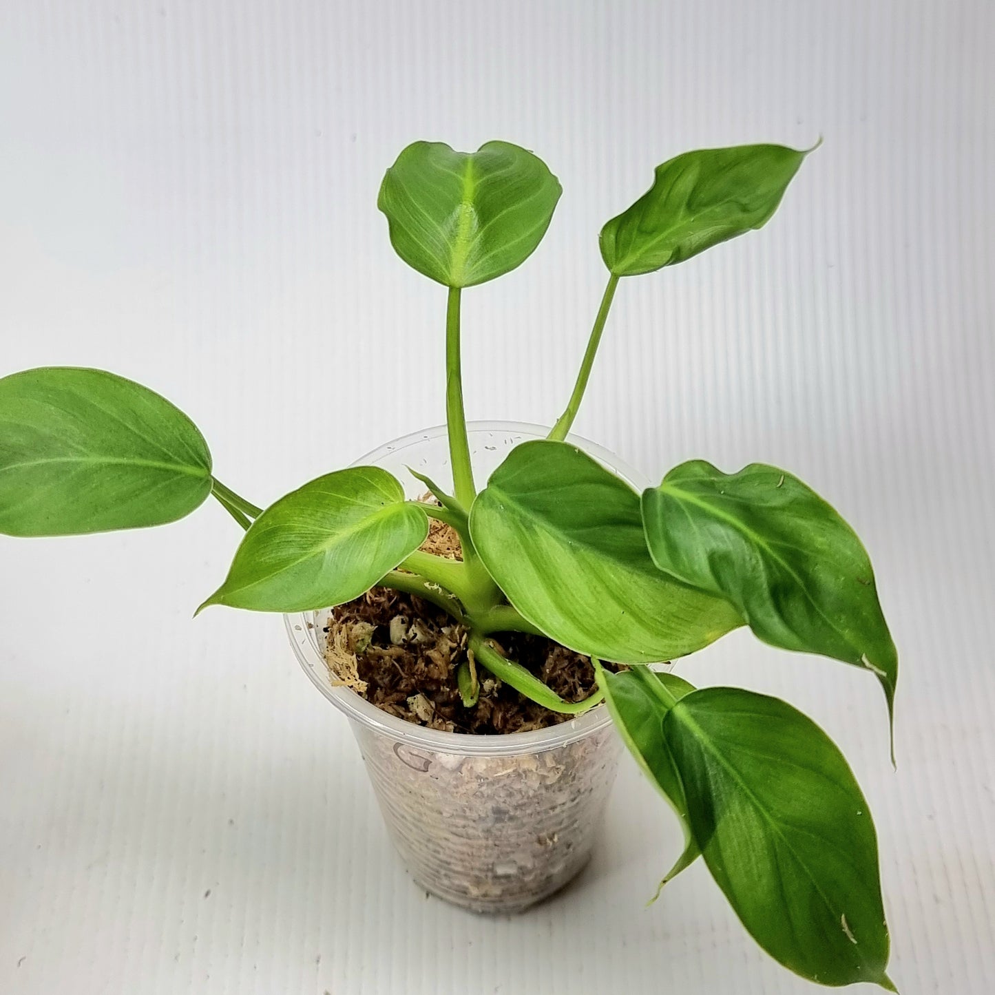 Philodendron gribianum