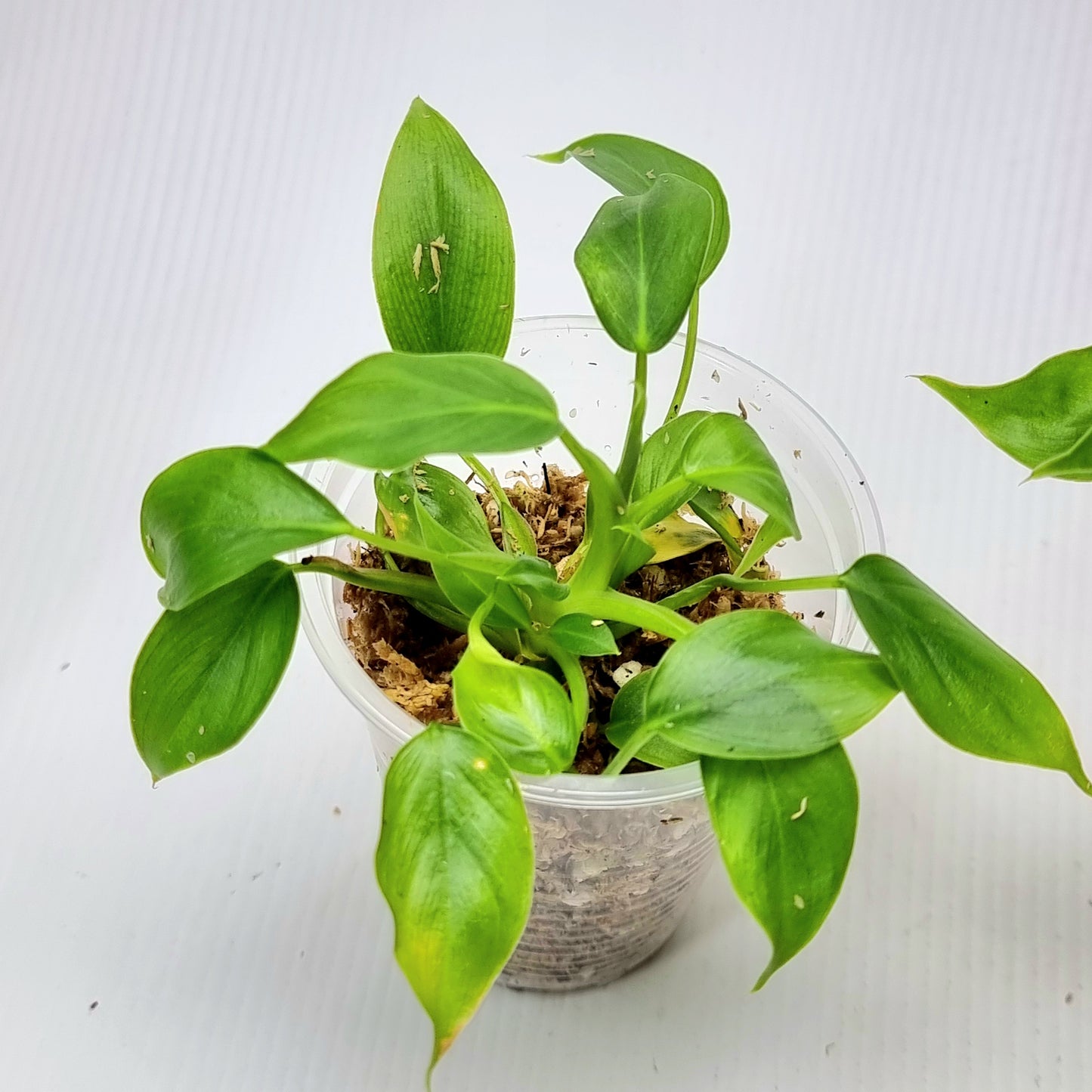 Philodendron gribianum