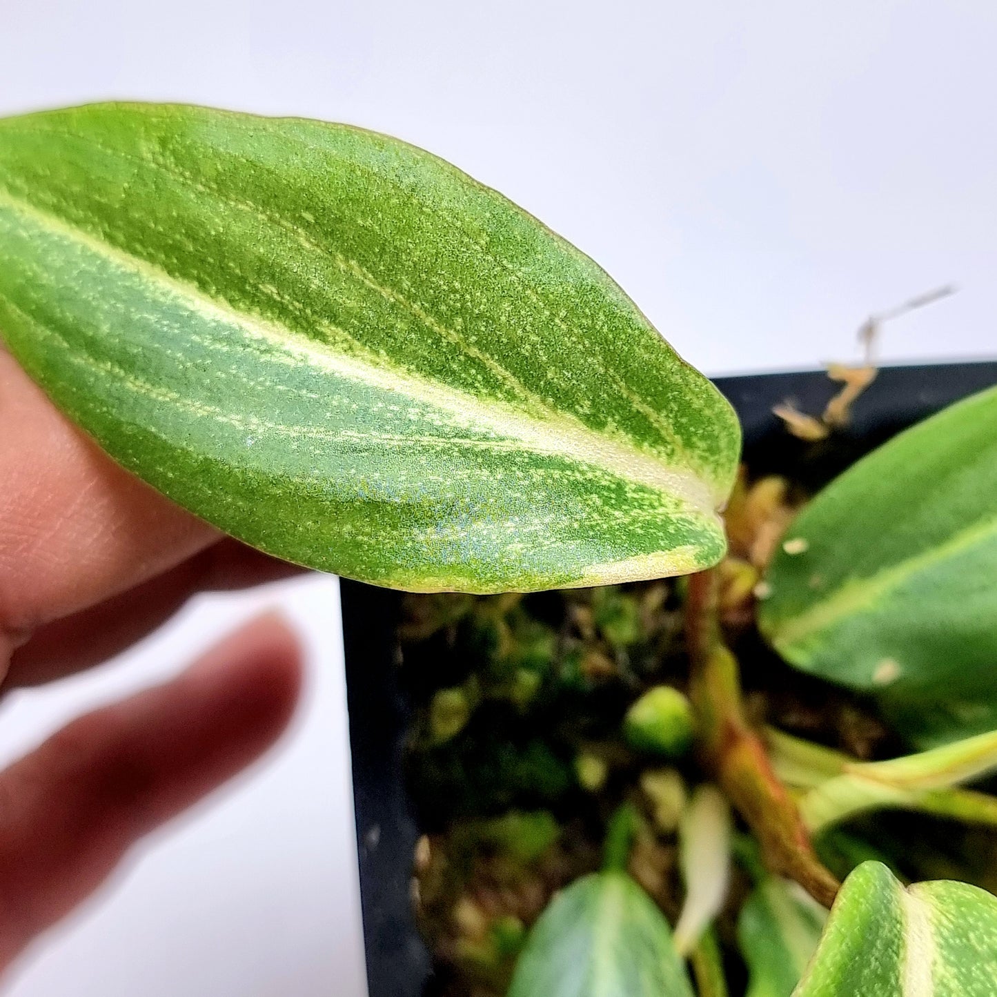 Philodendron gloriosum Variegated