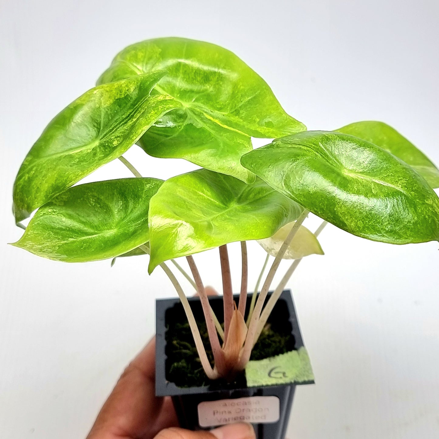 Alocasia Pink Dragon Variegated