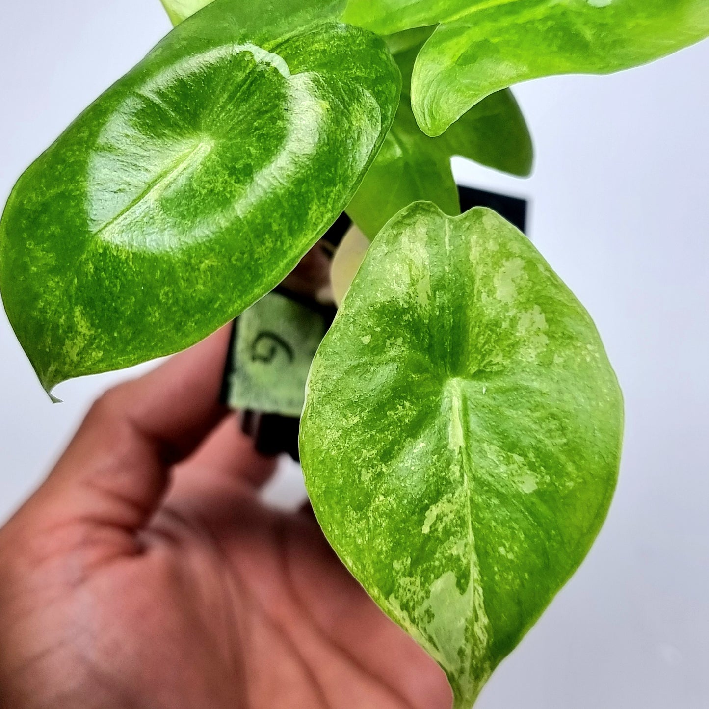 Alocasia Pink Dragon Variegated