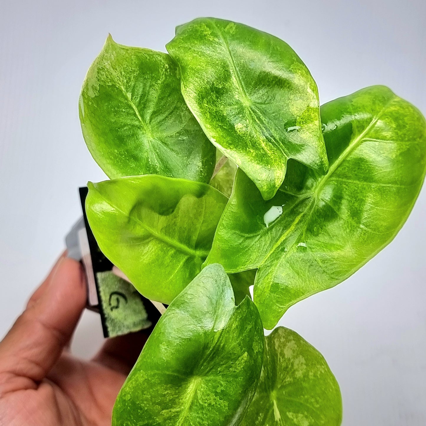 Alocasia Pink Dragon Variegated