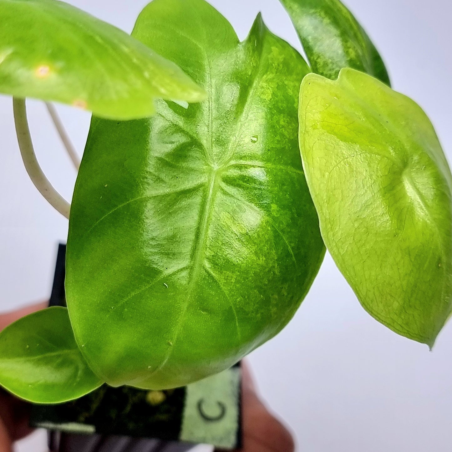 Alocasia Pink Dragon Variegated