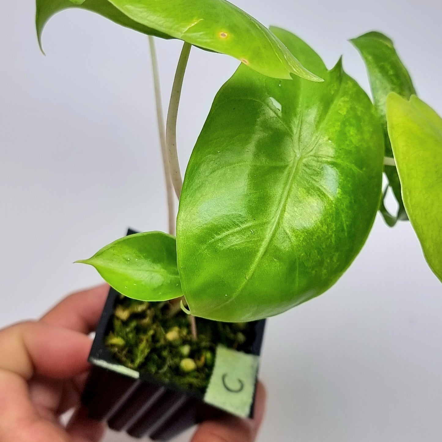 Alocasia Pink Dragon Variegated